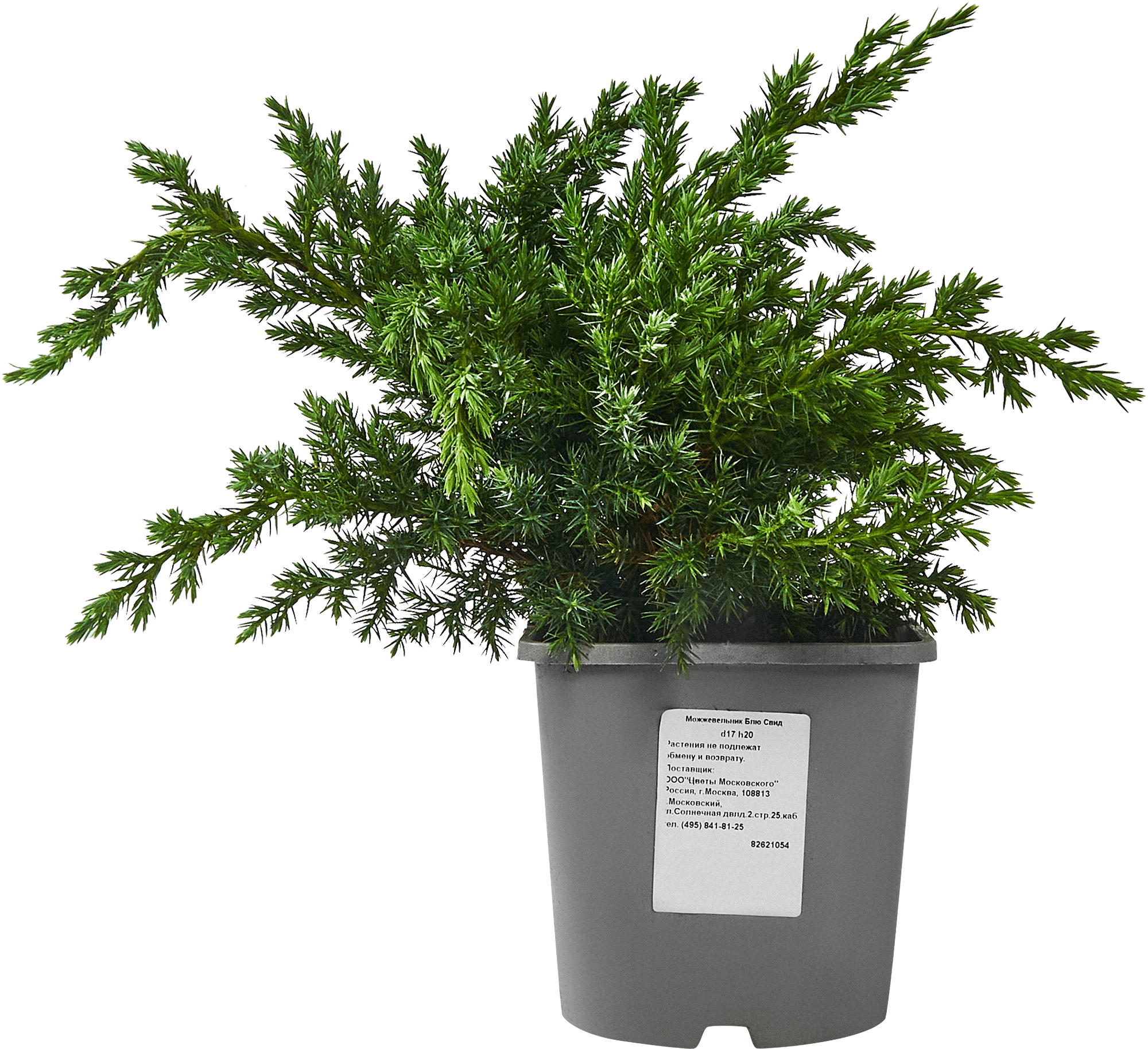 Можжевельник Блю Свид Santreyd - голубой хвойный кустарник для сада 82621054 STLM-0031969 - Вид №1