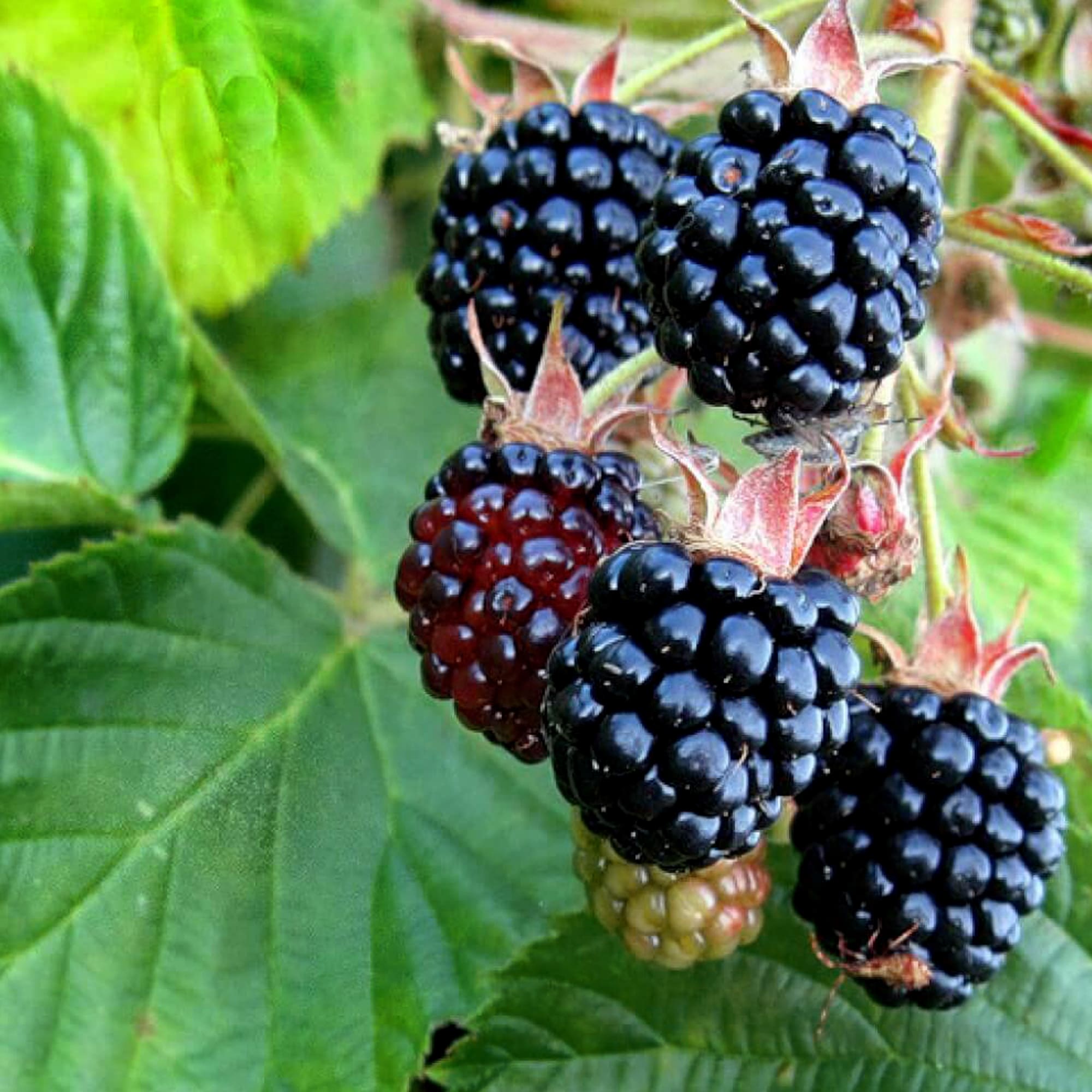 82237798 Ежевика «Блэк Сатин» С2 50 см Santreyd  - Вид №1