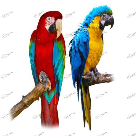 WP02215 Фотообои Verol Фотообои decoline 1х1 м