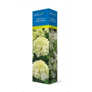 Гортензия метельчатая Мохито h37 см 83786924 STLM-2116349