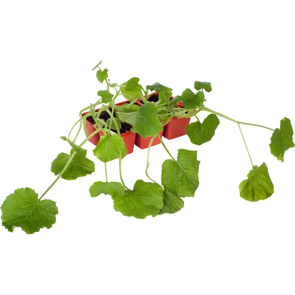 Кабачок, P6 Н15 12714019 STLM-2203803 Santreyd 