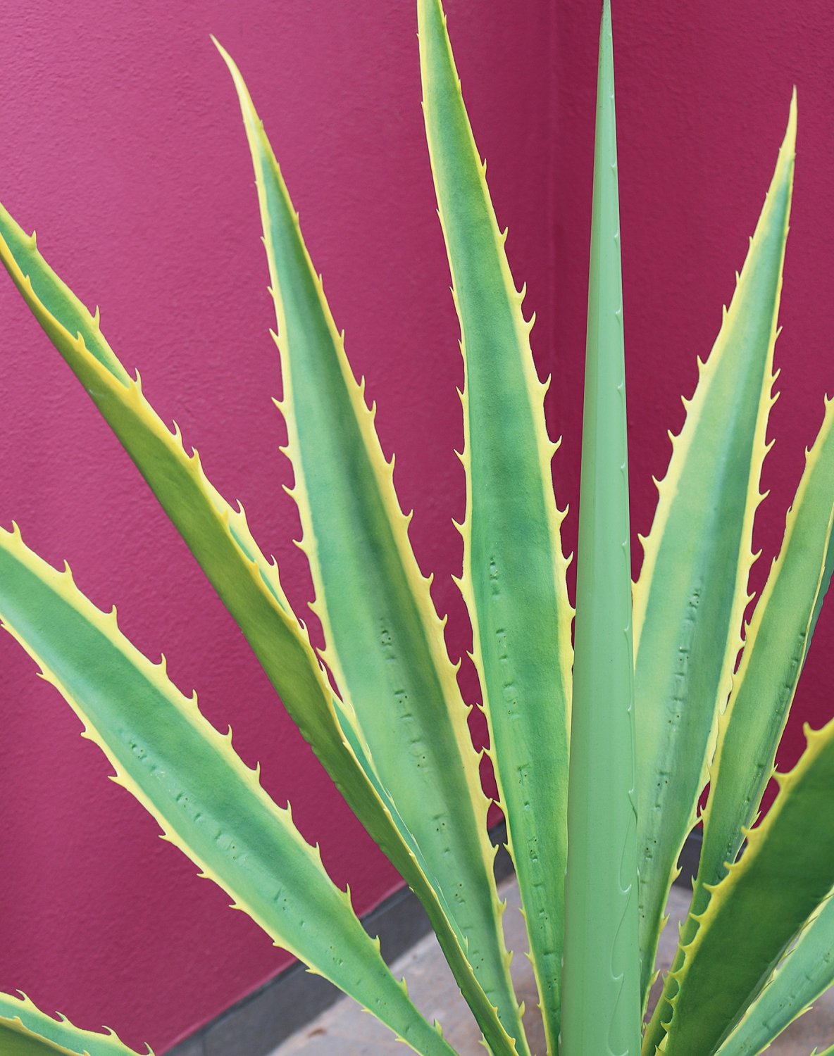 5713 803 a3 Агава шелковая, горшечная, 14 листьев, 110 см, зелено-желтая H-andreas  - Вид №2