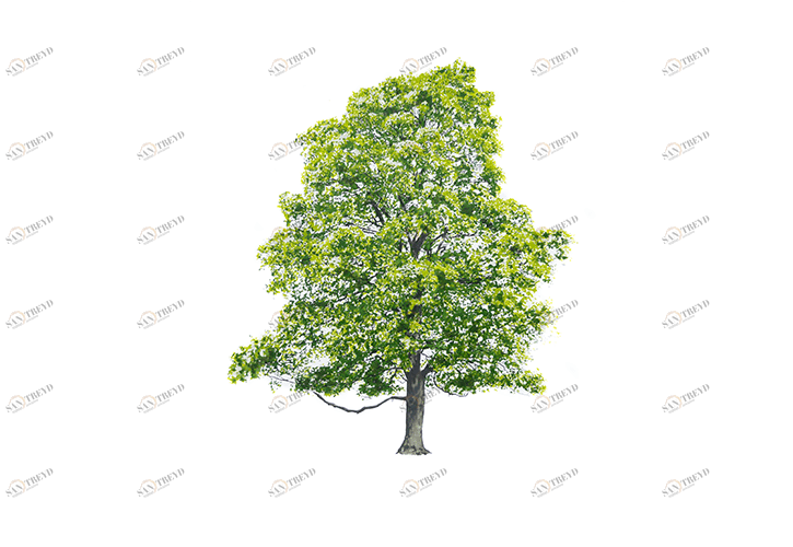 Дерево Magis sun-id-1329002