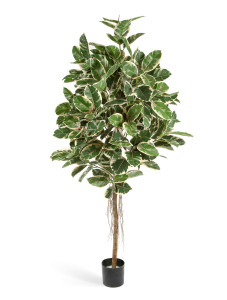 10.33406NW Фикус Эластика пёстрый Цветочная коллекция