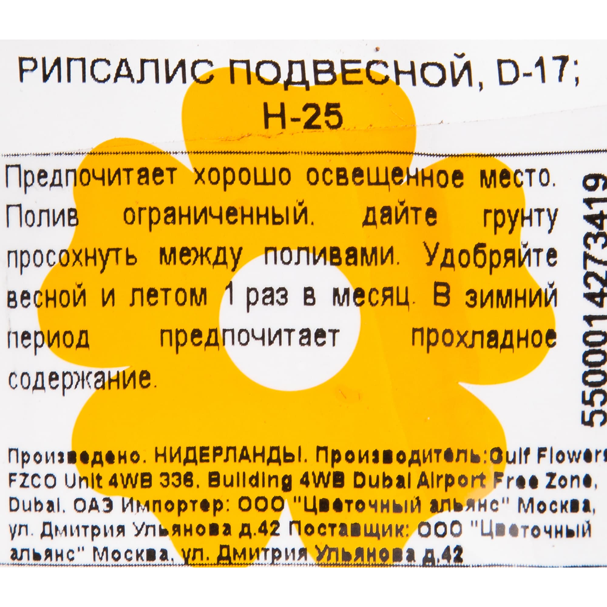 82850376 Рипсалис подвесной 17х25 см Santreyd  - Вид №2