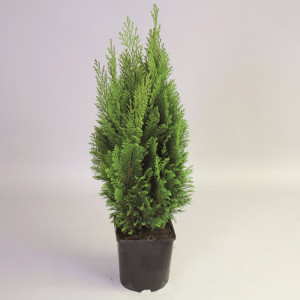 82176396 Кипарис Лавсона «Элвудс Пиллар» 2-3 л 25 см