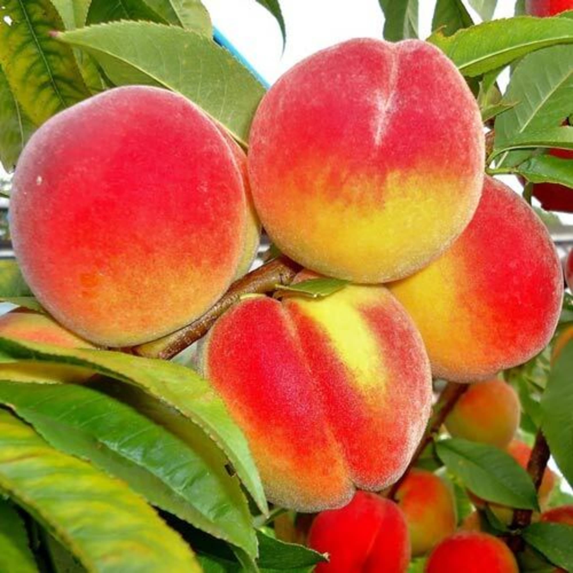 85608185 Персик Золотой Юбилей ø20 h120 см Santreyd 