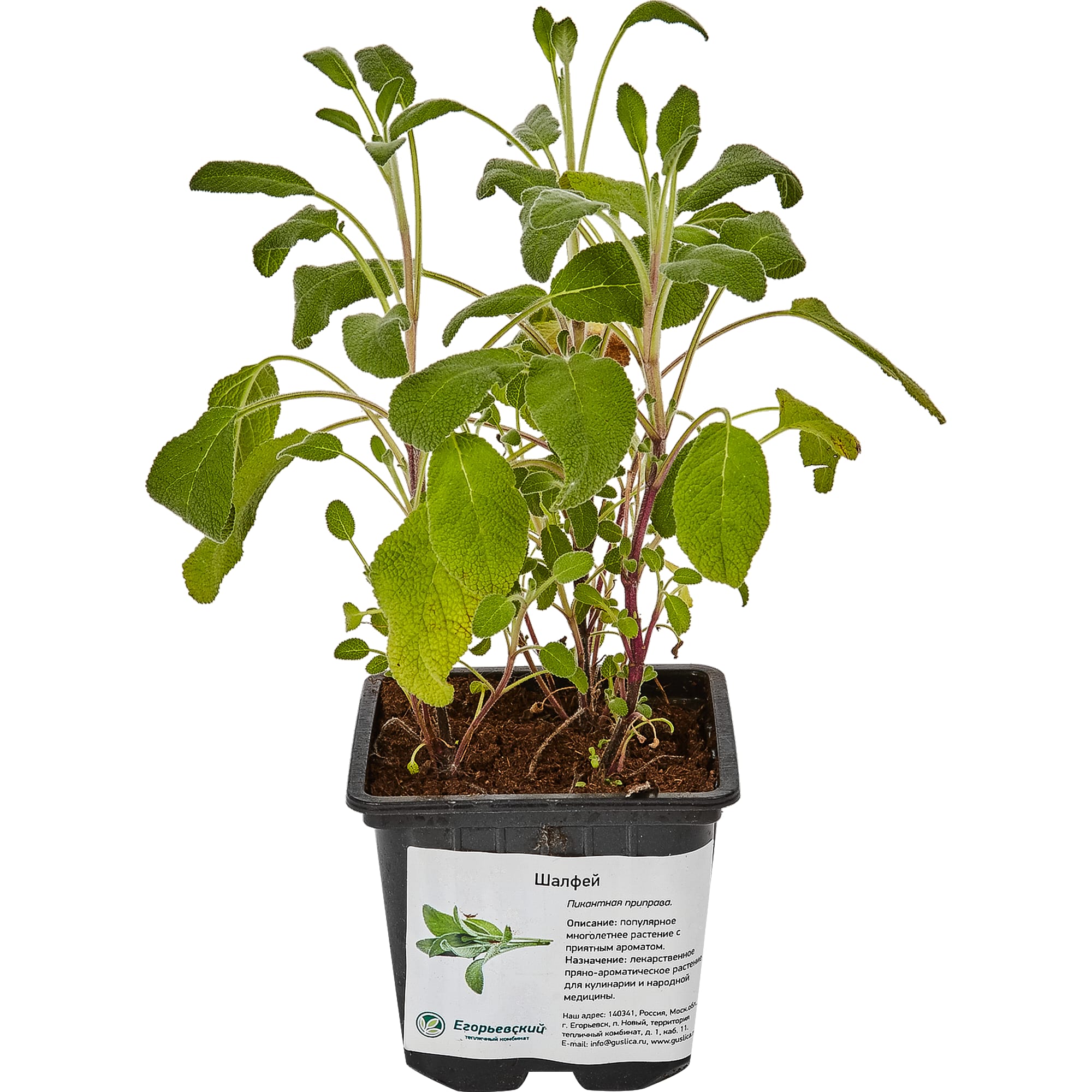 82585495 Шалфей 9x10 см Santreyd  - Вид №2