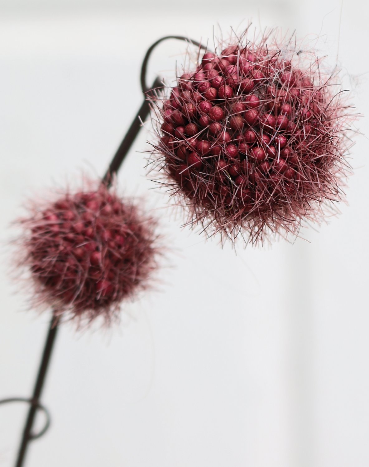 5549 490 a3 Фруктовая ветка гомфокарпус, 60 см, красно-черная H-andreas  - Вид №3