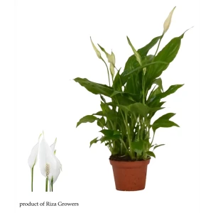 Спатифиллум Шопен в горшке ø6 см 89434673