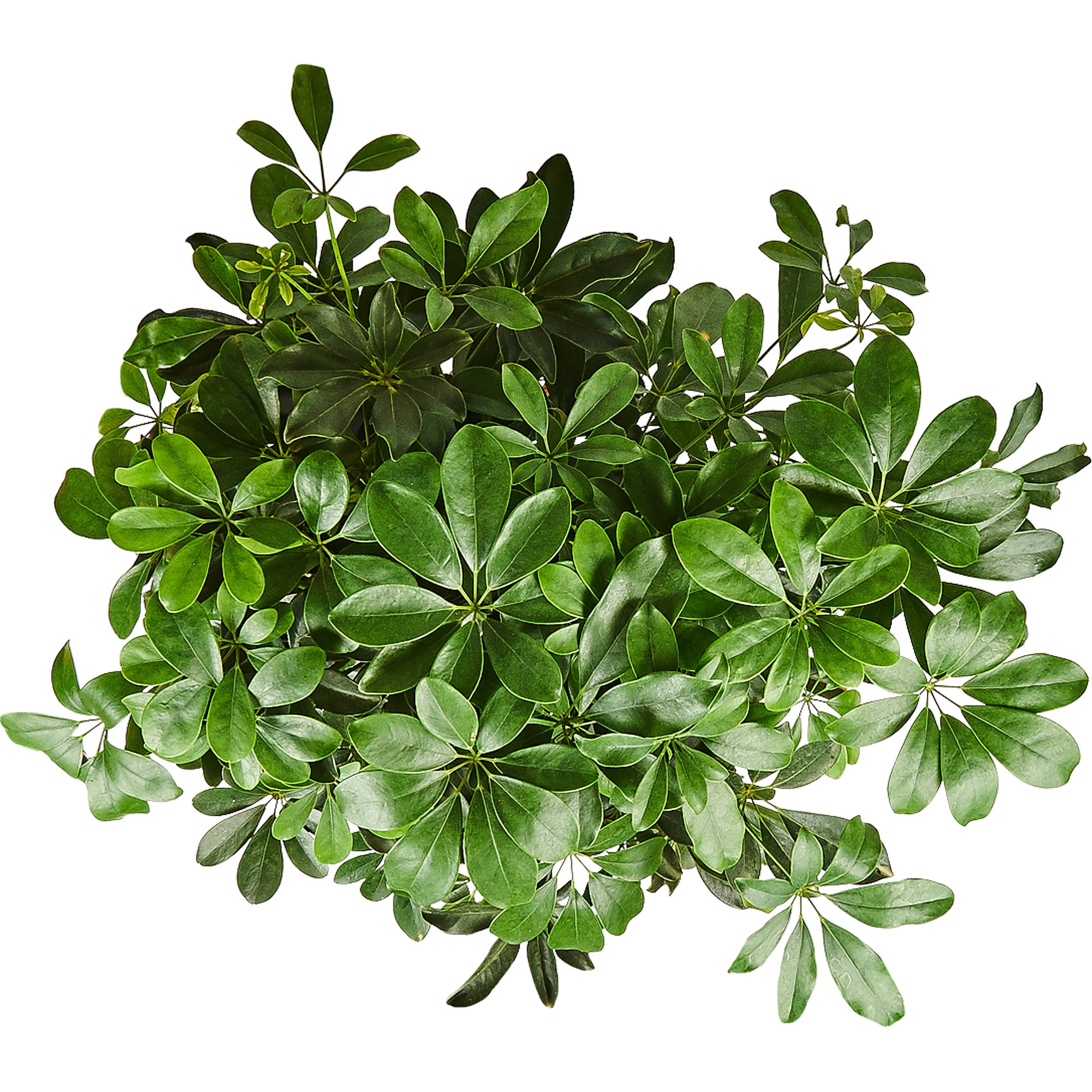 82892078 Шеффлера Компакта 24x100 см Santreyd  - Вид №1