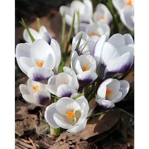 Крокус Принц Клаус от ПОИСК - изысканные луковицы для весеннего сада 89381273