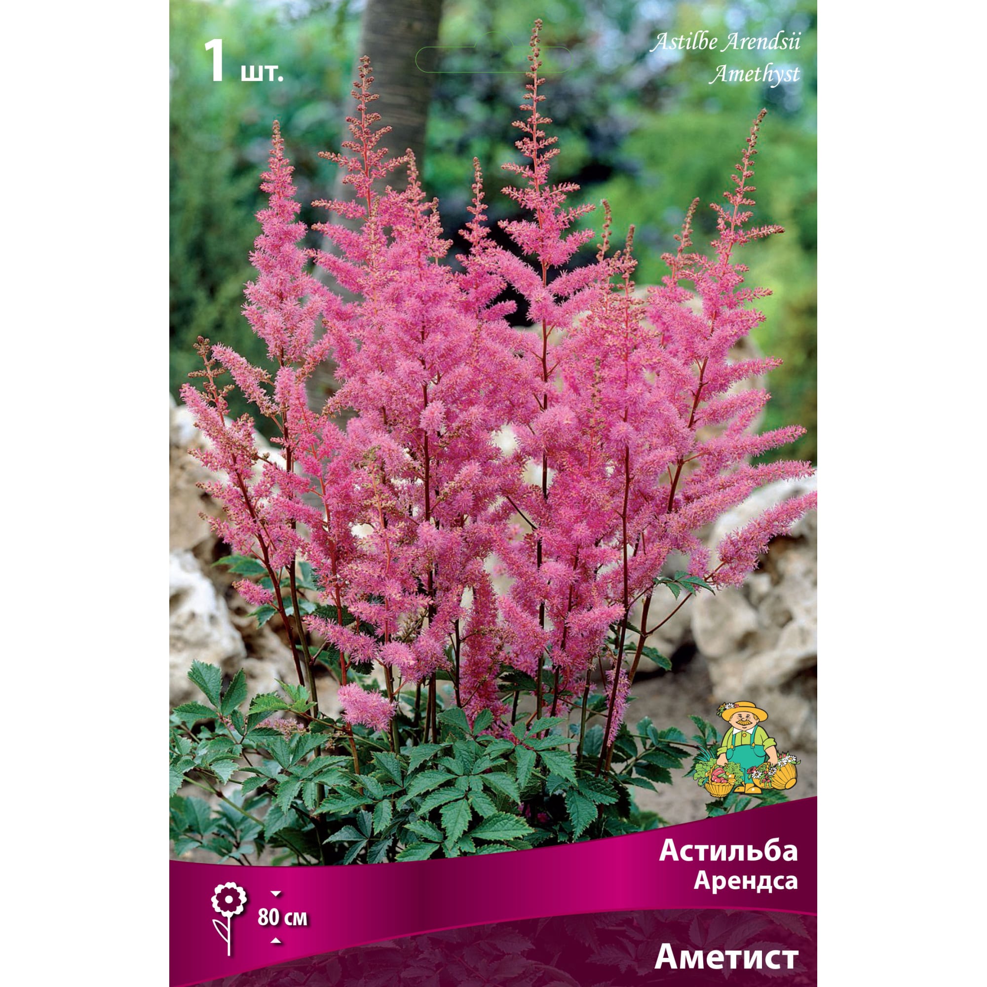 82530322 Астильба Арендса Аметист Santreyd 