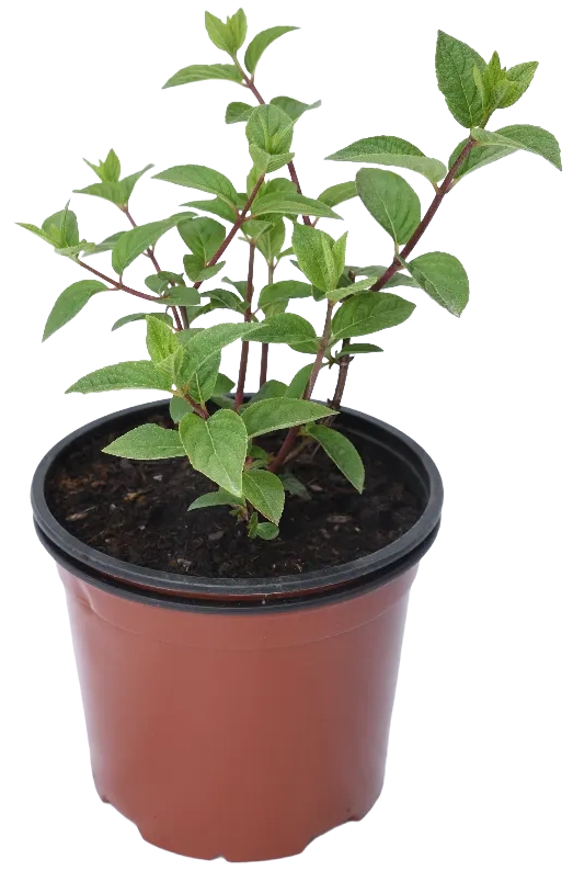 Саженец Гортензия Метельчатая Фрайз Мелба ø30 h150 см 84815647 Santreyd STLM-0055582