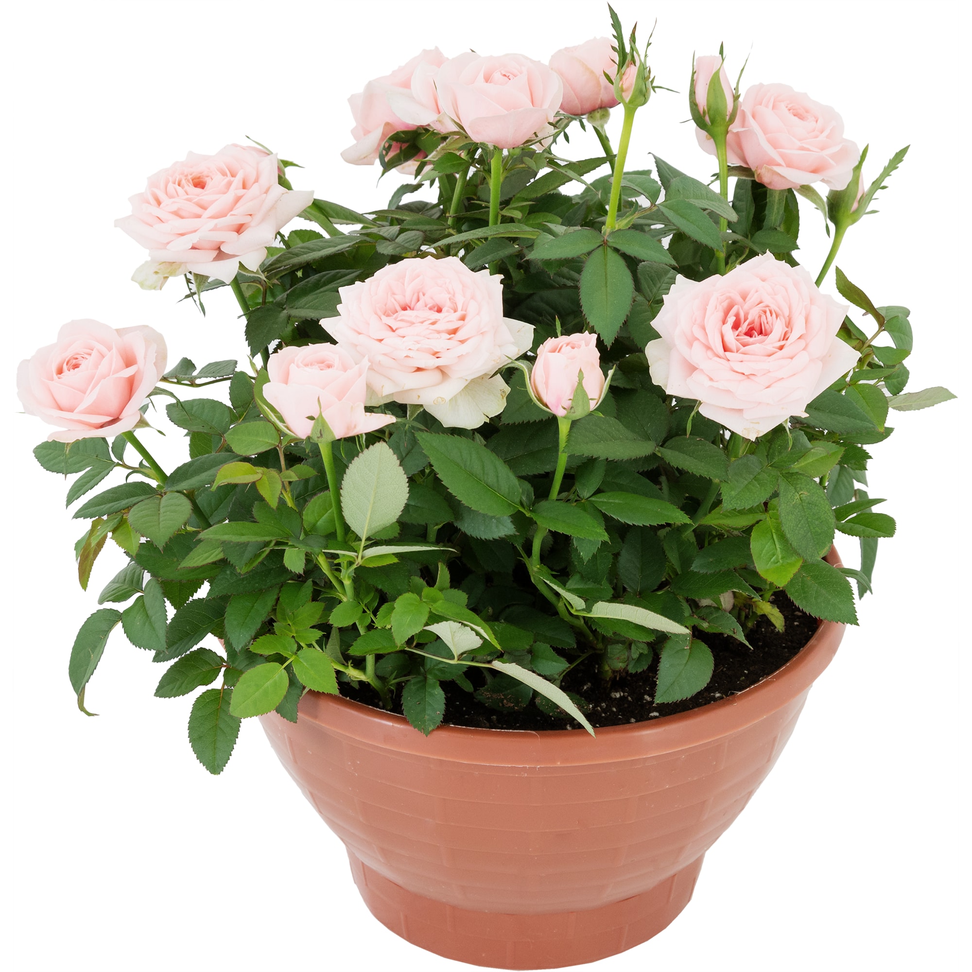 82895032 Роза Кордана в кашпо 22x22 см Santreyd  - Вид №4