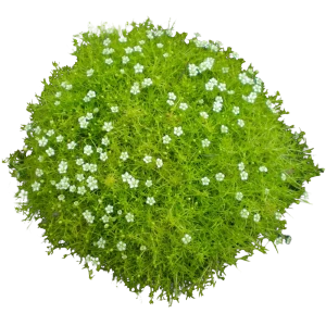 Мшанка шиловидная микс ø9 h30 см