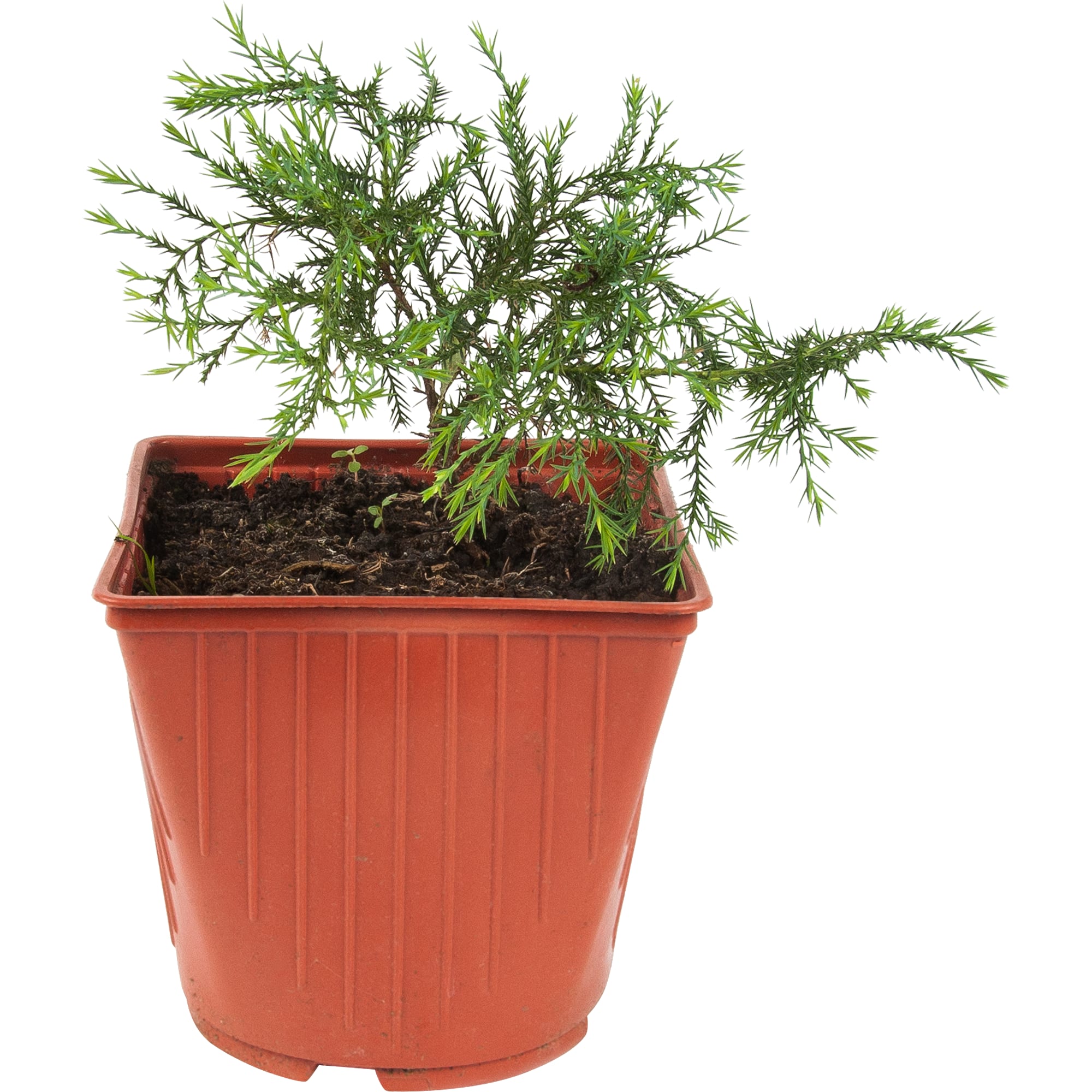 82596782 Можжевельник казацкий Глаука 15x30 см Santreyd 