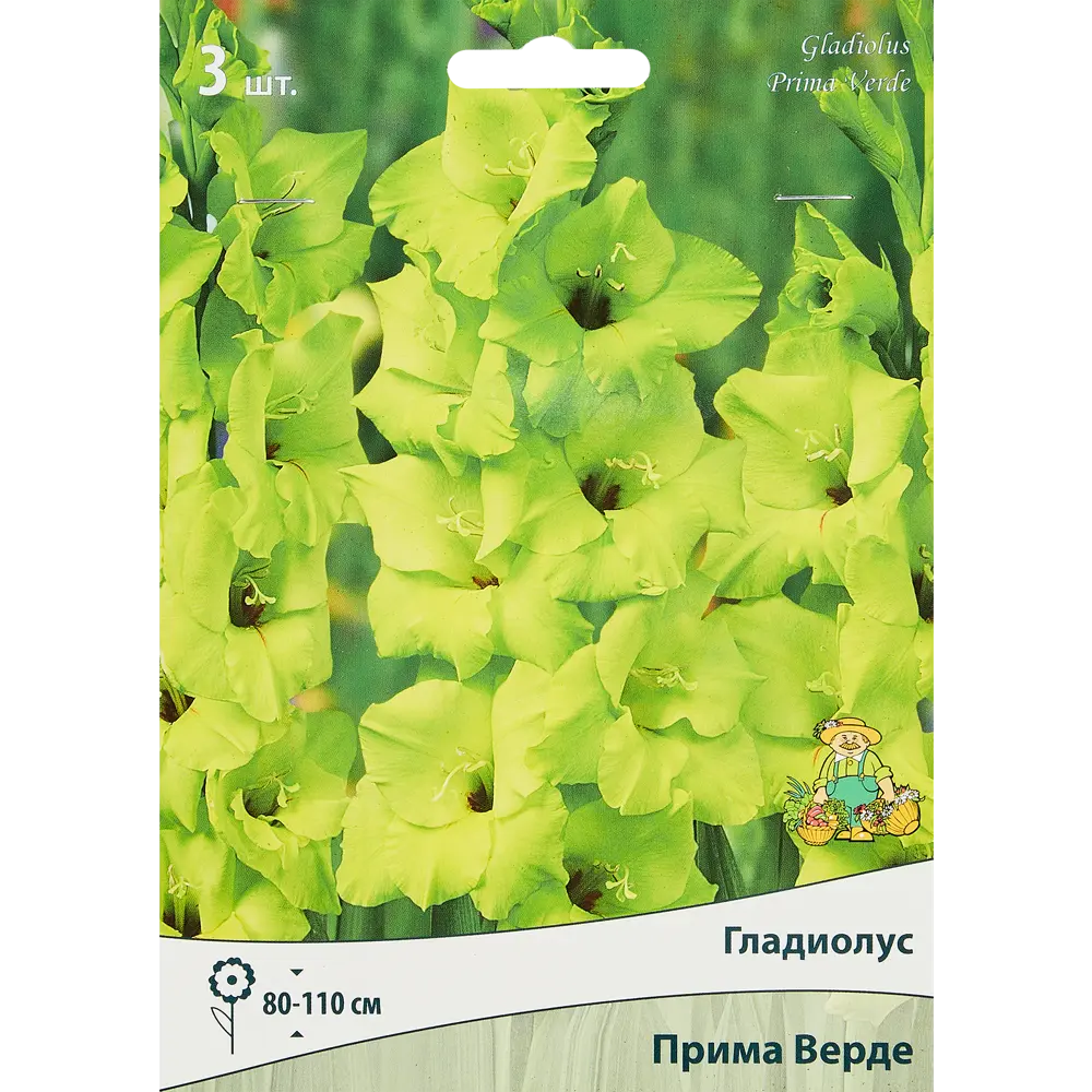 Гладиолус крупноцветковый Прима Верде, 3 шт. 89351794 STLM-2067873 ПОИСК 