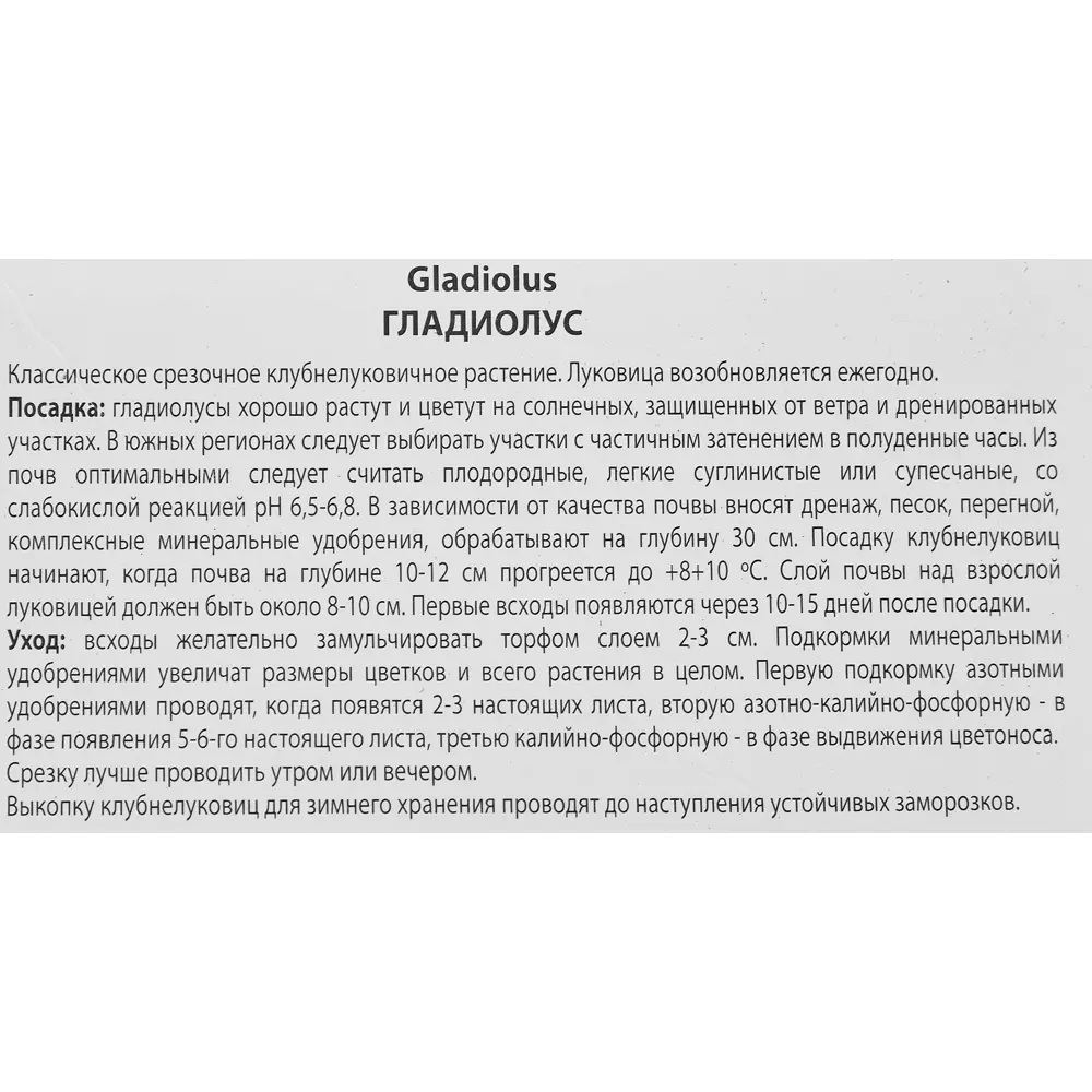 Гладиолус крупноцветковый Прима Верде, 3 шт. 89351794 STLM-2067873 ПОИСК  - Вид №2