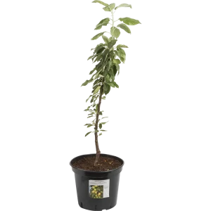 Яблоня колоновидная «Каскад» 25x120 см 82585462 STLM-2004356