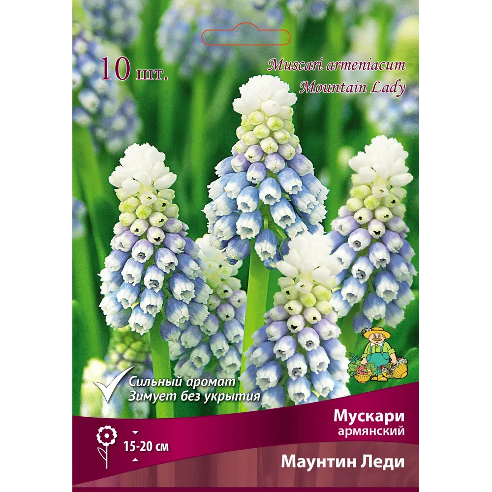 Мускари армянский Маунтин Леди 7/8, 10 шт ПОИСК STLM-2077816 - Вид №1