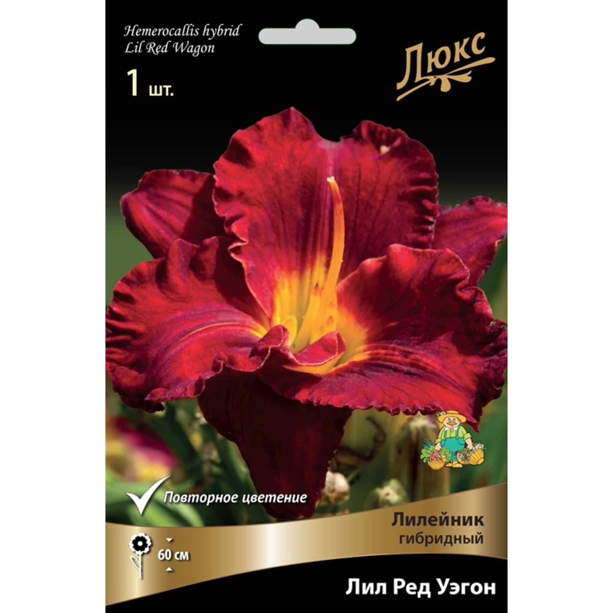 83597603 Лилейник гибридный Лил Ред Уэгон луковица I Santreyd 