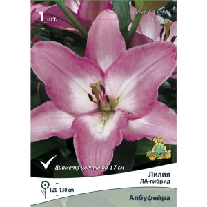 Лилия Ла-гибрид Албуфейра 14/16 89381261 STLM-2123785