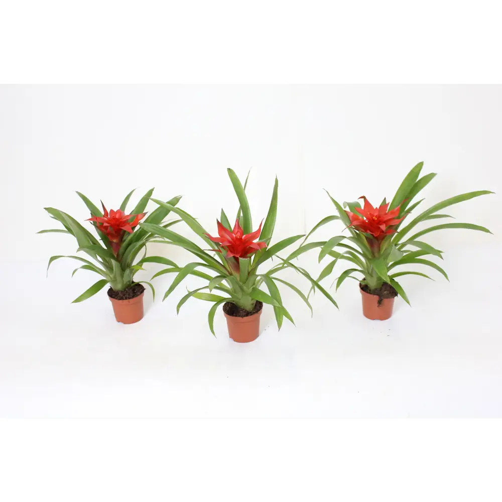 Гузмания Темпо - цветущее комнатное растение ø9 см 89434562 Santreyd STLM-1579825