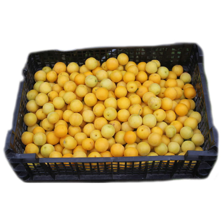 Алыча в ящике ~4 кг Santreyd 19495 - Вид №1