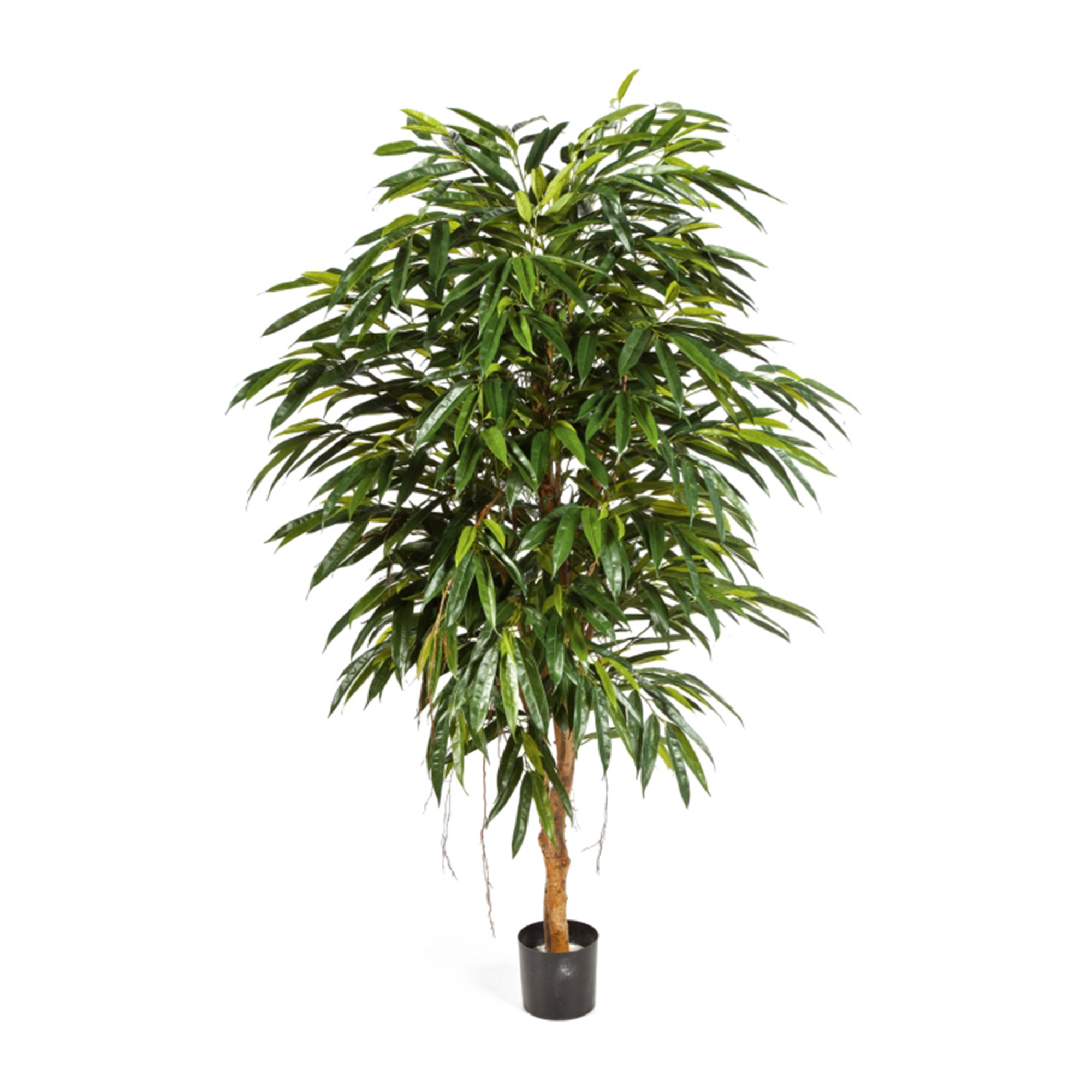 2000983189905 Лонгифолия Роял 210 см UMAGE 