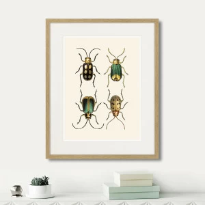 Картина: Assorted Beetles №8, 1735г. КАРТИНЫ В КВАРТИРУ  264415 Разноцветный