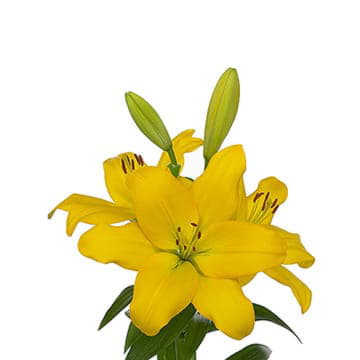 Лилия азия нэшвилл 95 см Santreyd 24149 - Вид №1