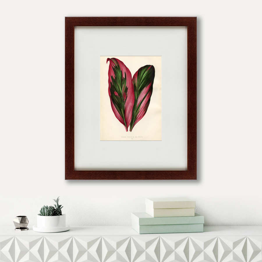 Литография на тонированной бумаге 42х52 см Botanical Leaf Dracaena, 1870 КАРТИНЫ В КВАРТИРУ  135657 Бежевый;белый;коричневый;разноцветный  - Вид №1