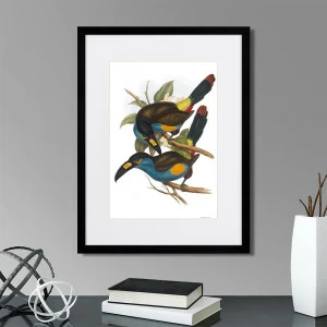 Литография на тонированной бумаге 42х32 см Toucans №4, 1849г. КАРТИНЫ В КВАРТИРУ  264536 Белый;коричневый;разноцветный