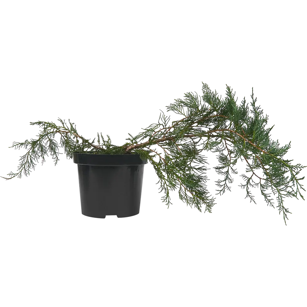 Можжевельник виргинский Грей Оул - хвойный многолетник для сада 85440396 PLANTMARKET STLM-1584306 - Вид №1