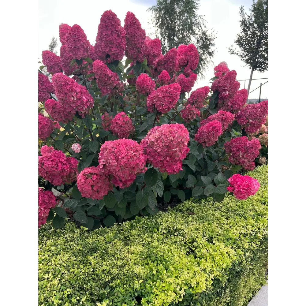 Гортензия метельчатая Самарская Лидия ø22 h40 см 89421387 STLM-2191477 PLANTMARKET 