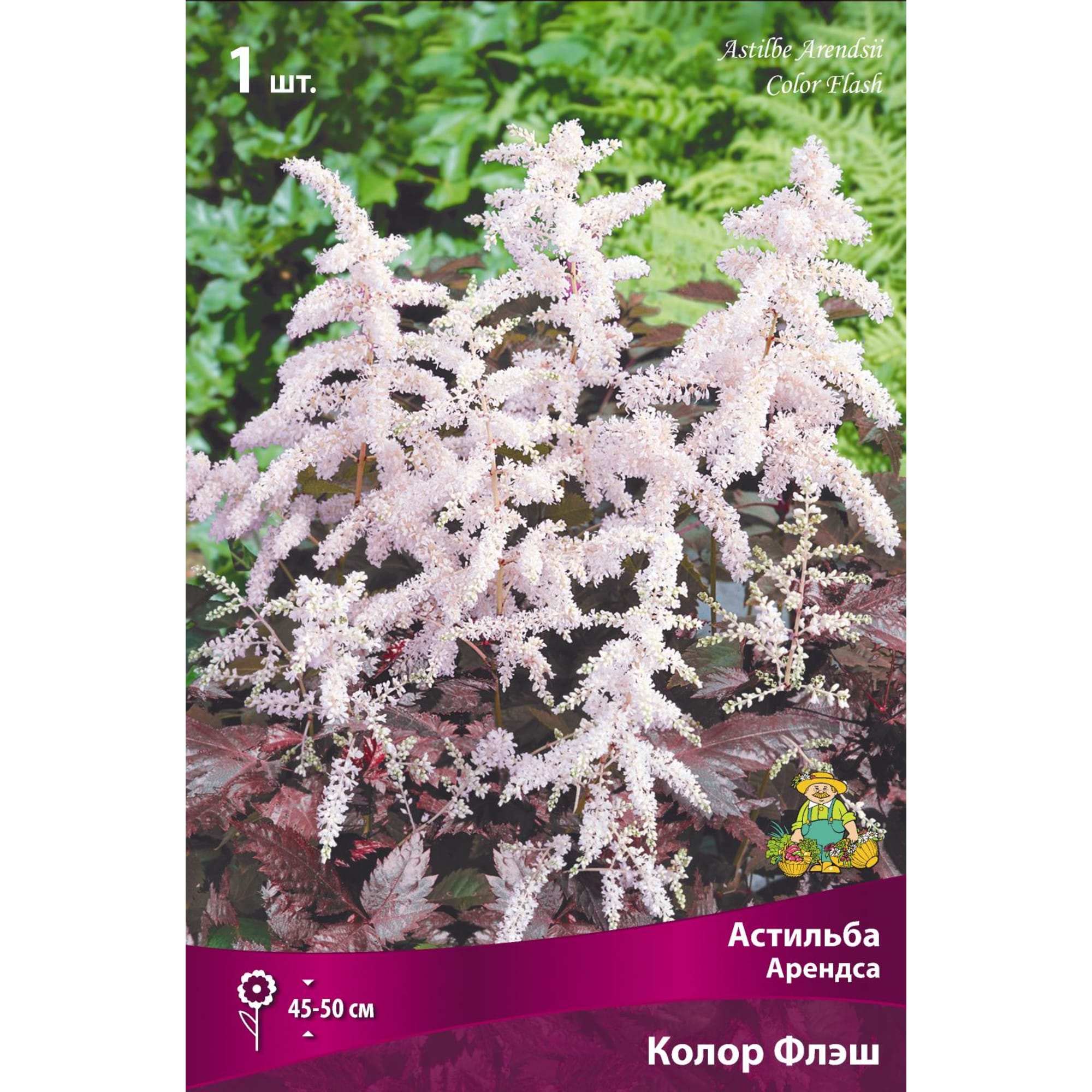 88294696 Астильба Арендса Колор флэш луковица I Santreyd 