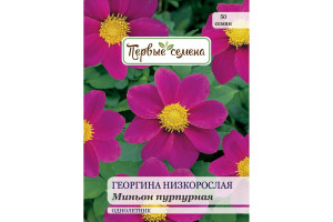 18858432 Семена Георгина низкорослая Миньон пурпурная 034168-1Семена Первые Семена