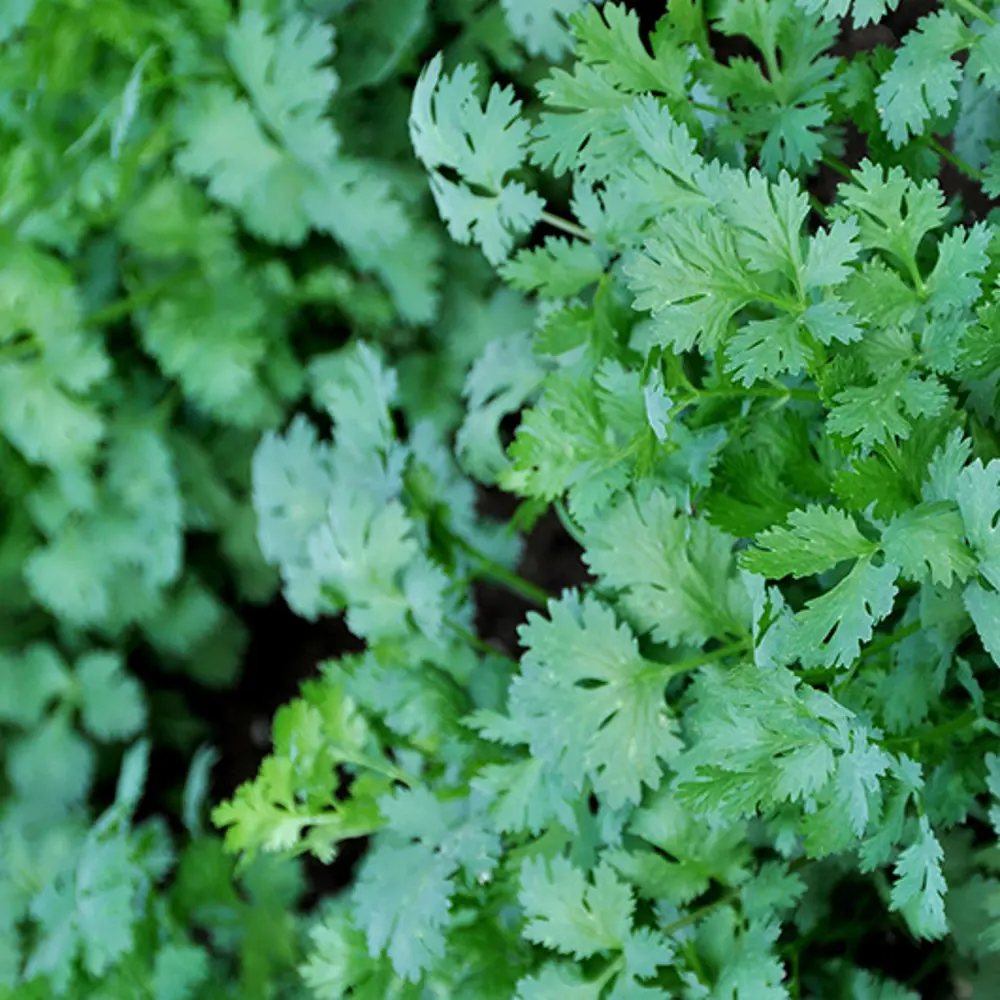 Кориандр Тайга от ПОИСК - ароматная зелень для салатов и выпечки 18356208 STLM-0010479 - Вид №2