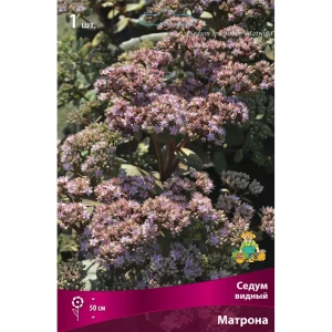 Седум видный Матрона 89452294 STLM-2101424