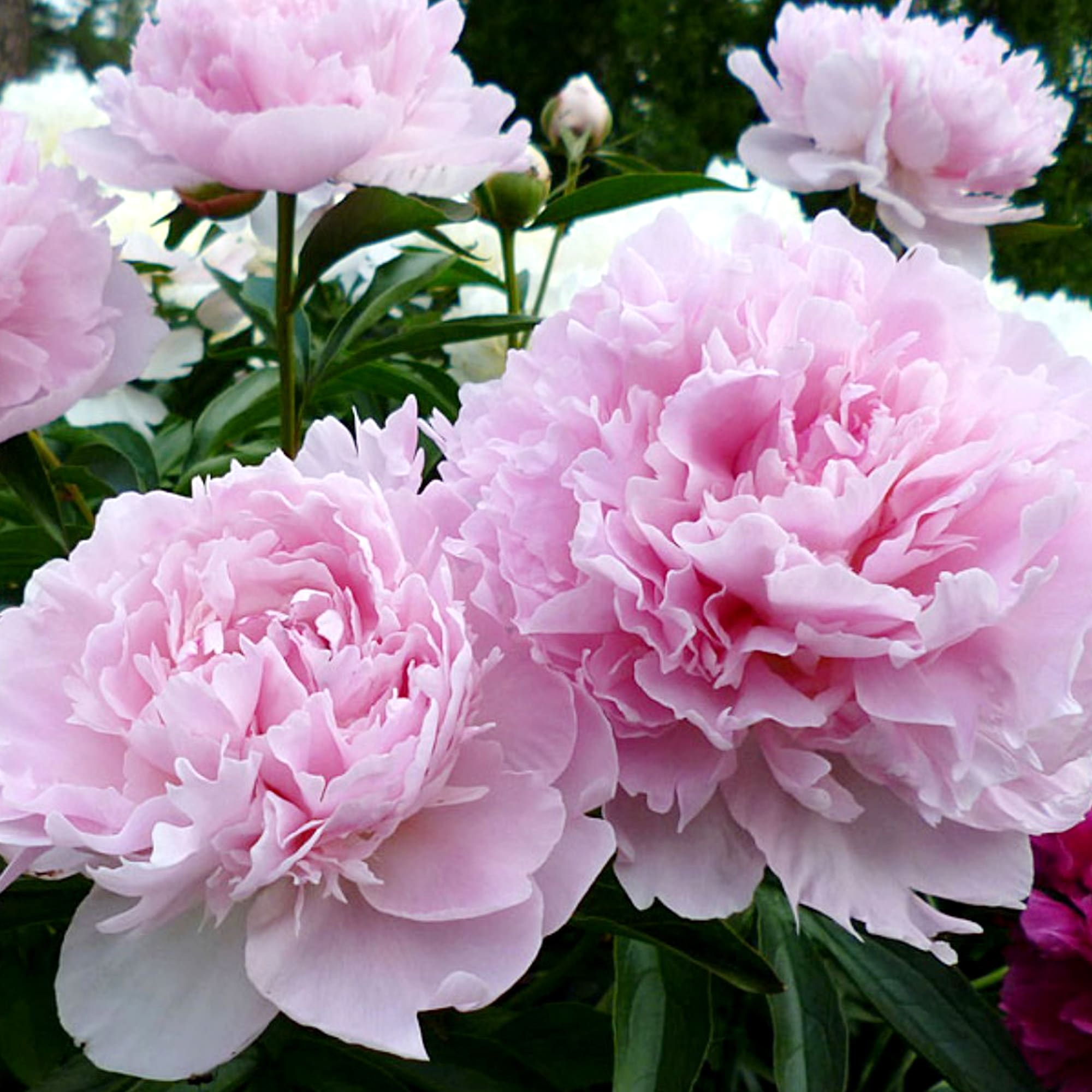 82253629 Пион травянистый розовоцветный «Нэнси Нора» С2 Santreyd  - Вид №1