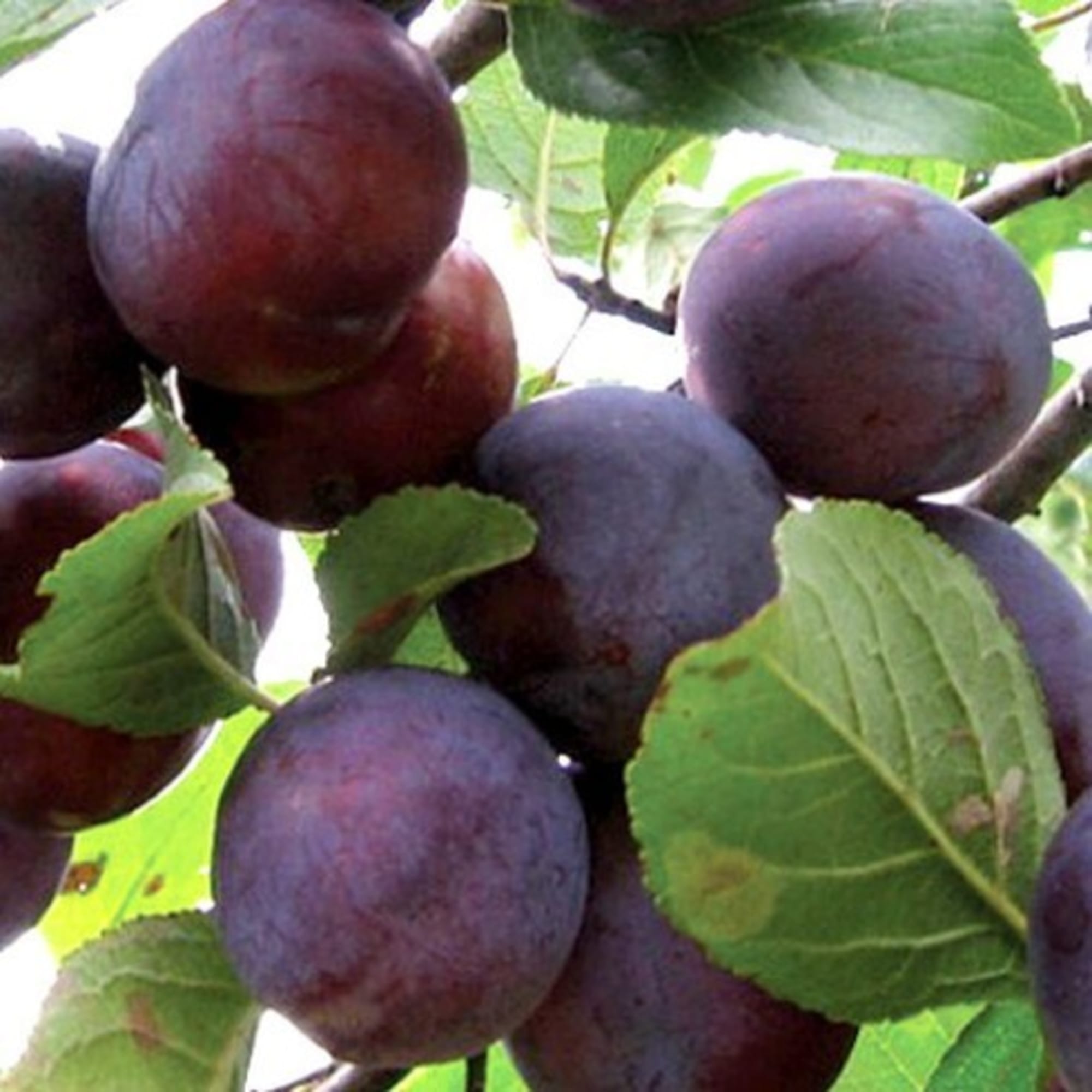 82597139 Слива «Этюд» C7 высота 180 см Santreyd  - Вид №2