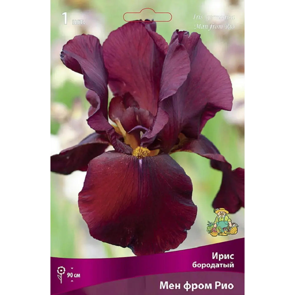 Ирис бородатый Мен фром Рио - корневище разноцветного многолетника 89433474 ПОИСК STLM-1566808