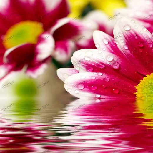 WP00339 Фотообои Verol Фотообои decoline 1х1 м