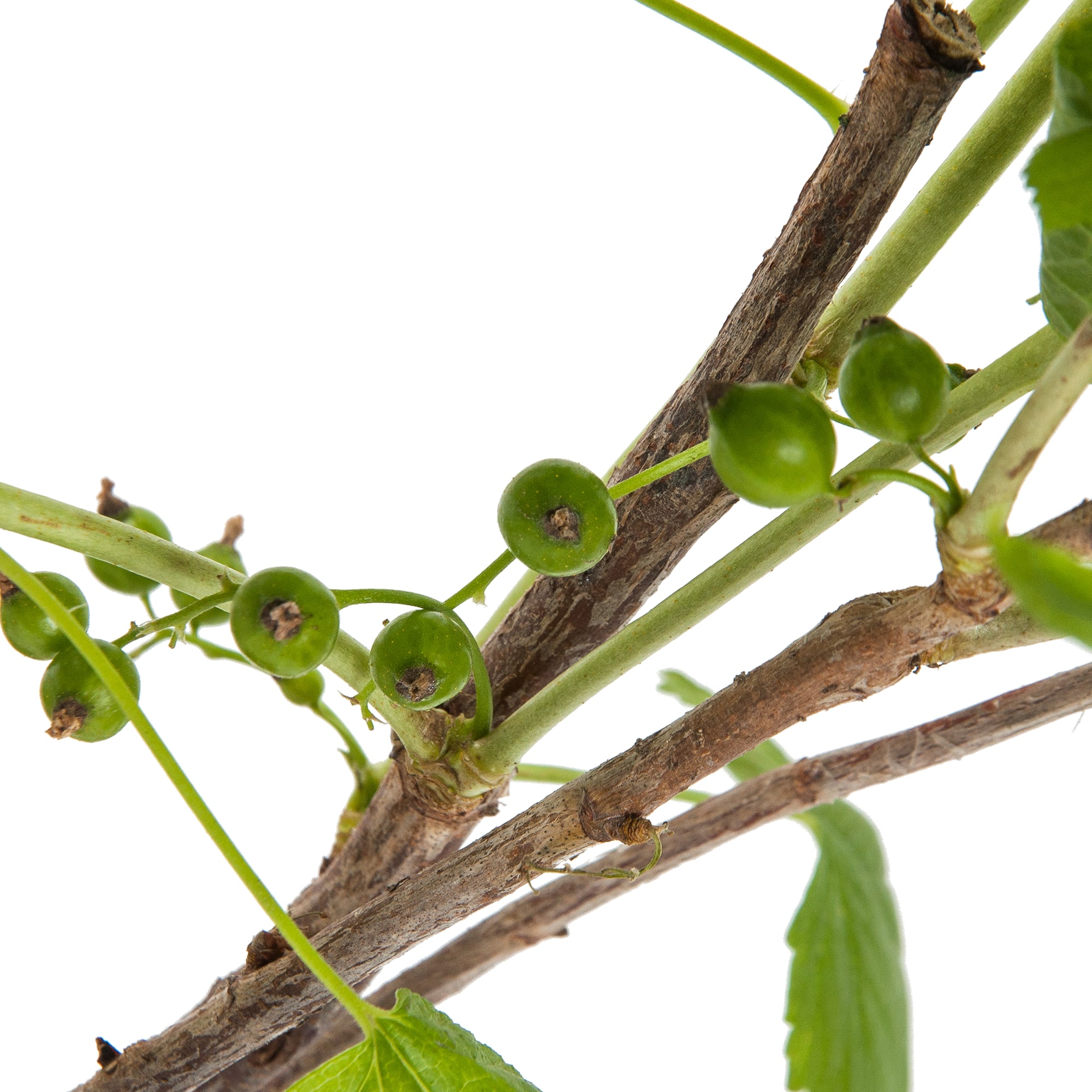 18469886 Смородина чёрная «Ядрёная», С3-С4 Santreyd  - Вид №2