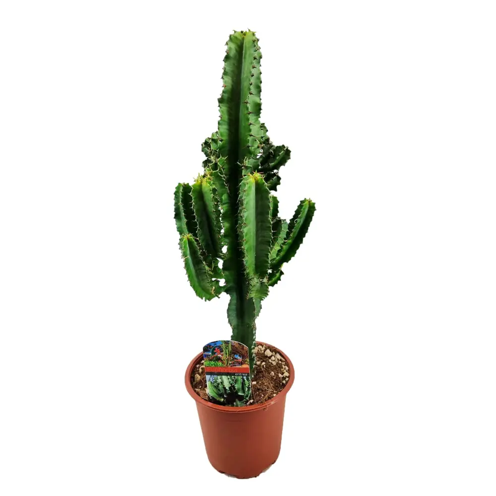 Эуфорбия суккулент комнатное растение ø17 h70 см 89441835 Santreyd STLM-1582305