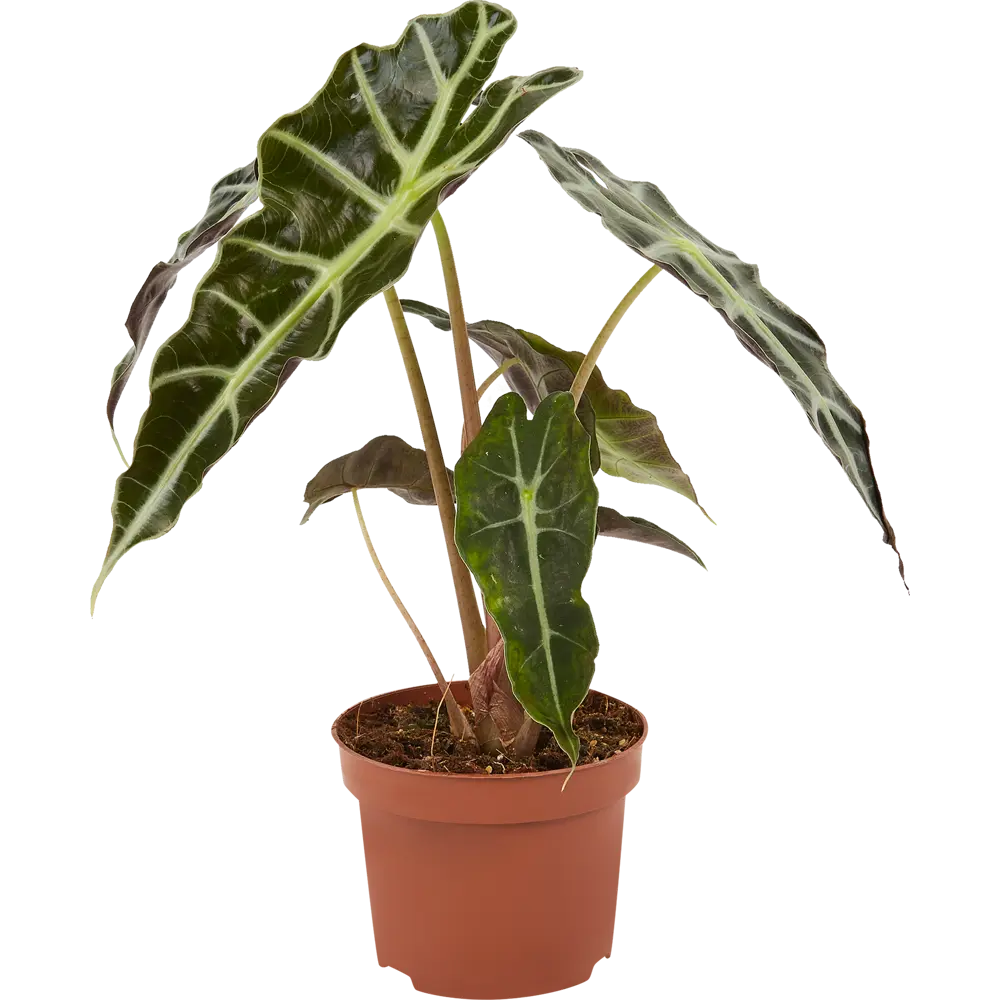 Santreyd Алоказия Бамбино Эрроу — стреловидная красота с фиолетовым отливом 85062755 STLM-0058092