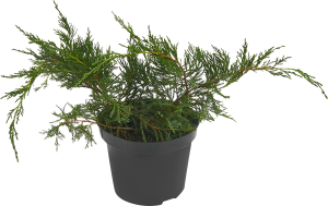 85440393 Можжевельник средний Минт Джулеп ø19 h20-30 см STLM-0062770 PLANTMARKET