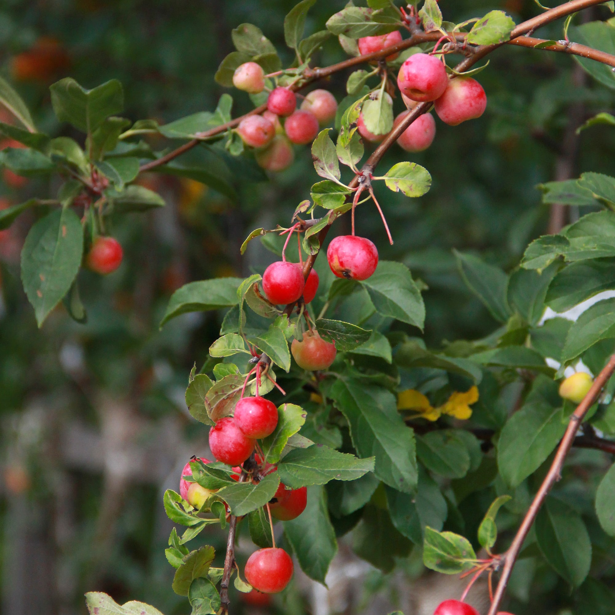 81954855 Яблоня декоративная С4 h140 Santreyd  - Вид №1