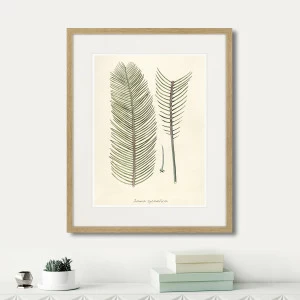 Картина в раме 52х42 см Fragmenta botanica №9, 1809г. КАРТИНЫ В КВАРТИРУ  264317 Бежевый;серый;разноцветный